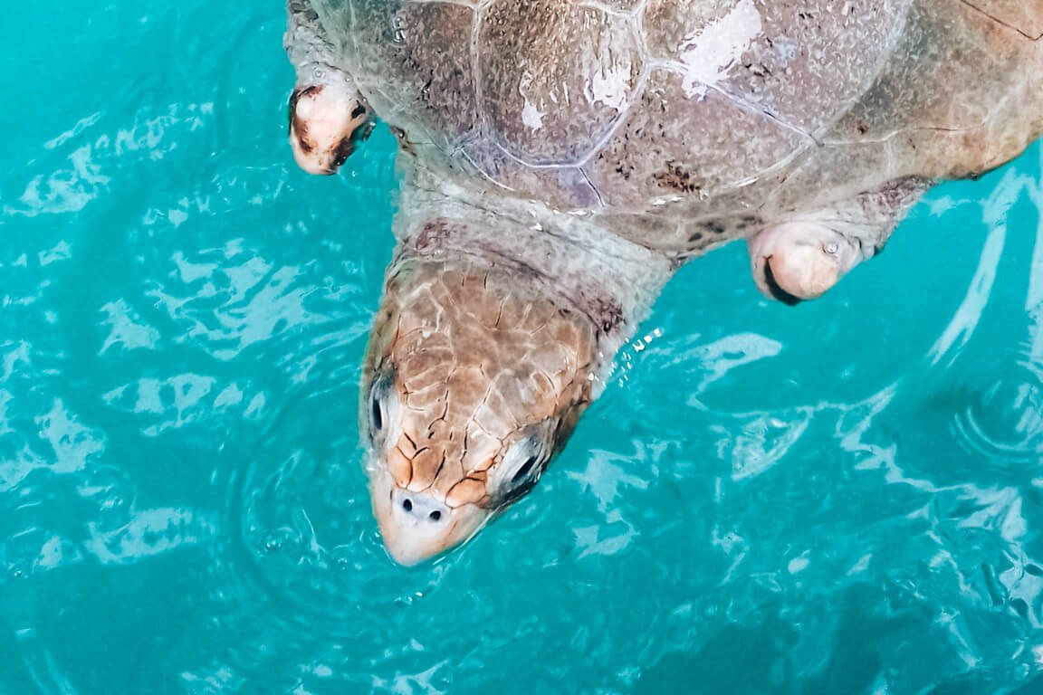 Uma das tartarugas marinhas do Parque Marino del Pacífico © lavidaesmara