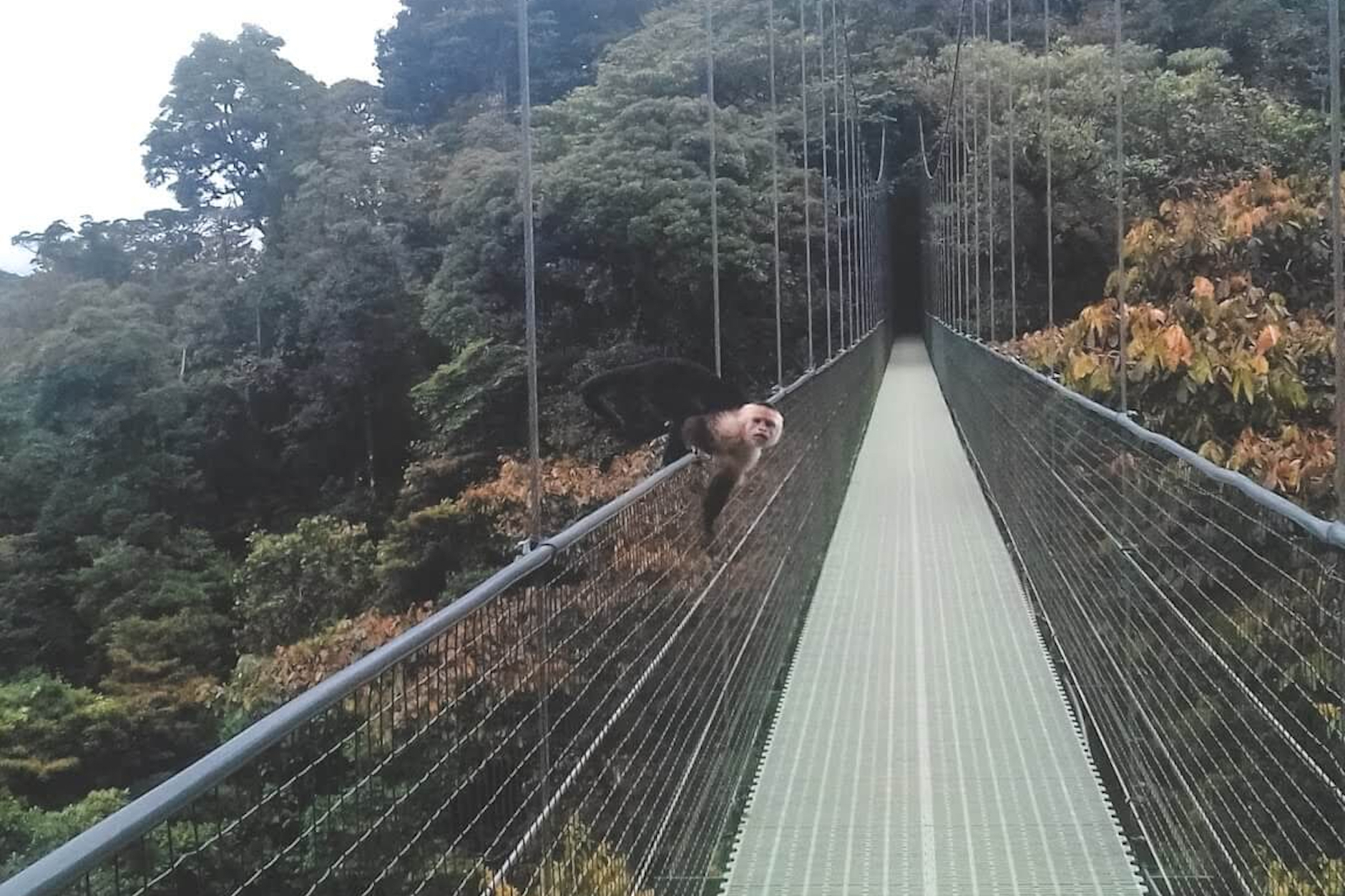 Reserva Florestal Monteverde