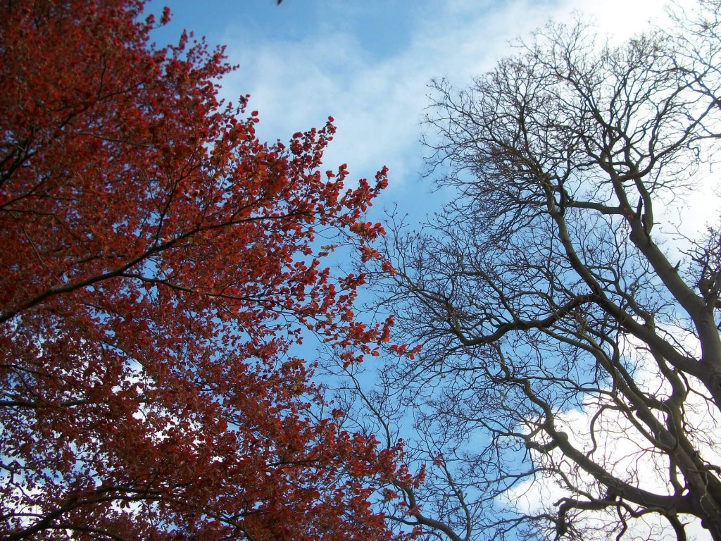 Árvores em Cambridge © Pixabay