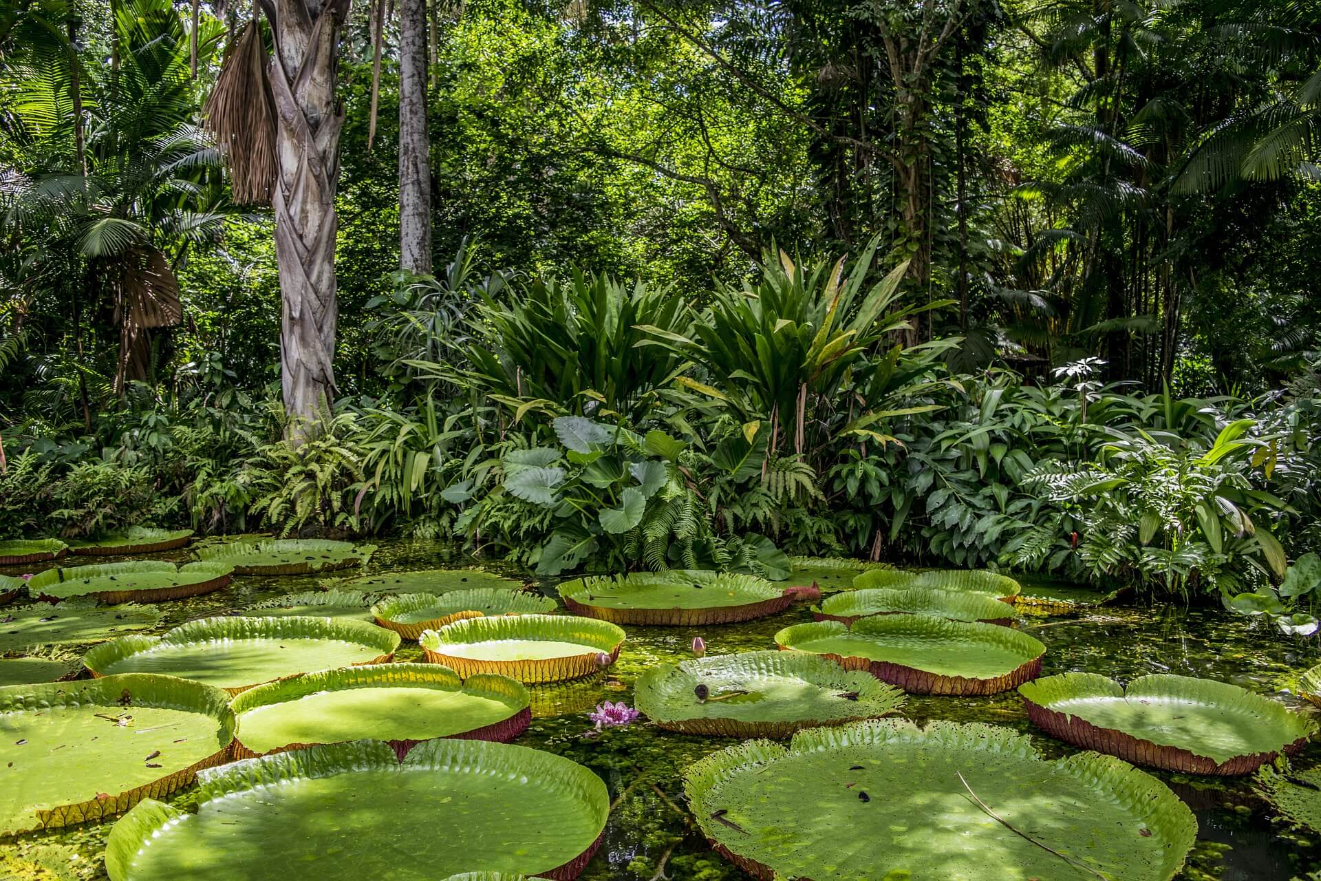 Amazónia, Brasil © Pixabay
