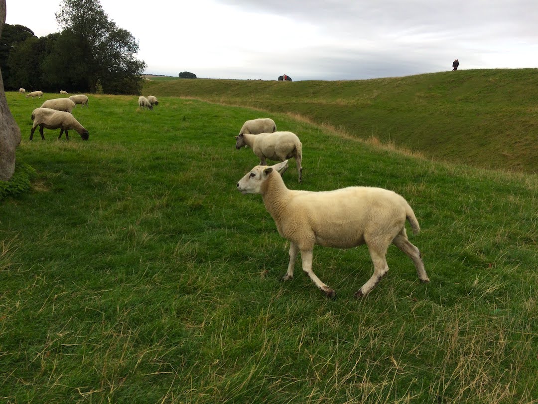 ovelhas em Avebury