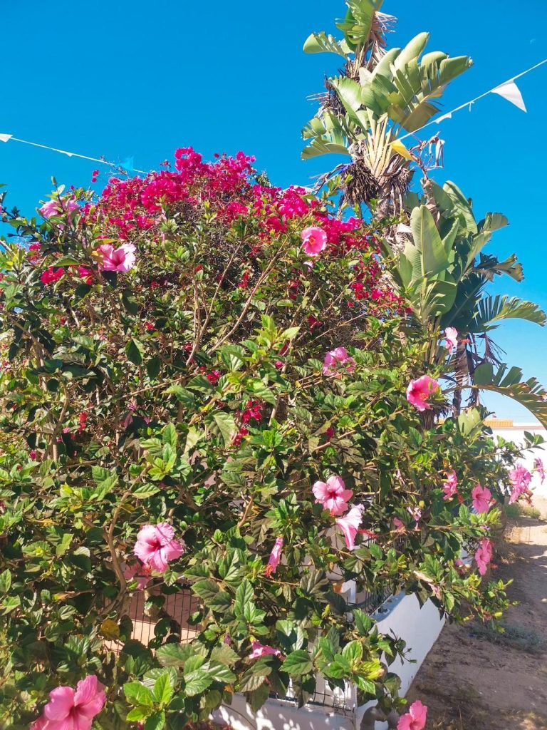 Flores no Algarve