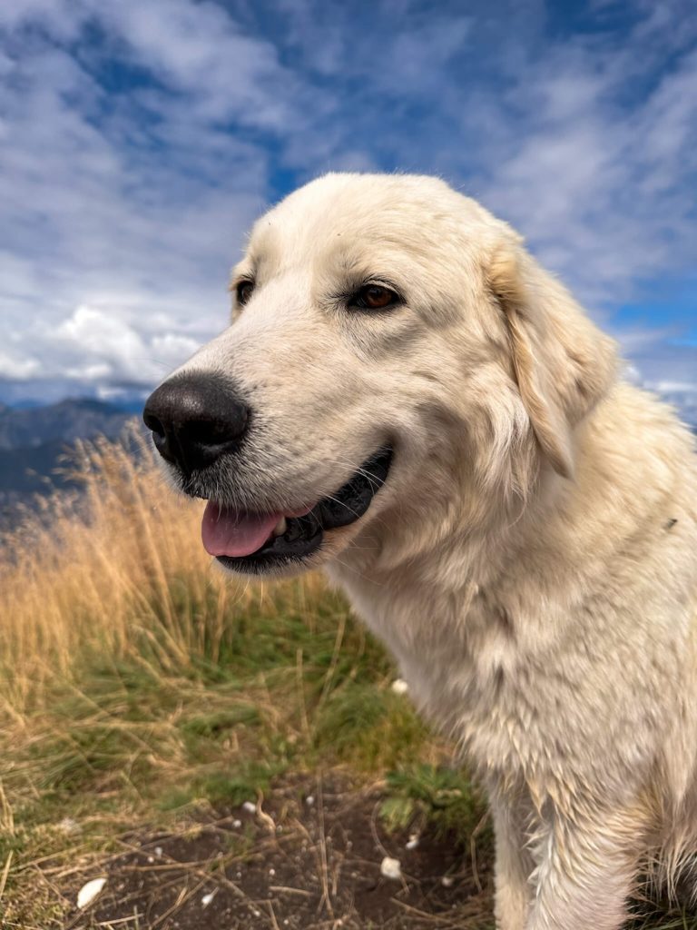 Cão pastor no Monte Baldo