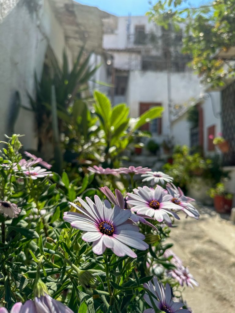 Plaka