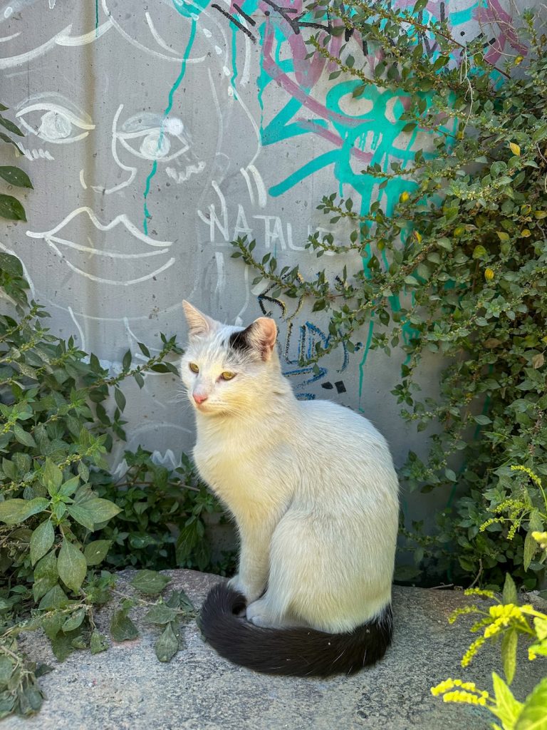 Plaka