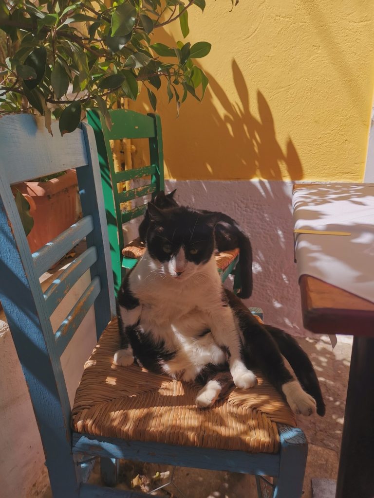 gatos em Atenas
