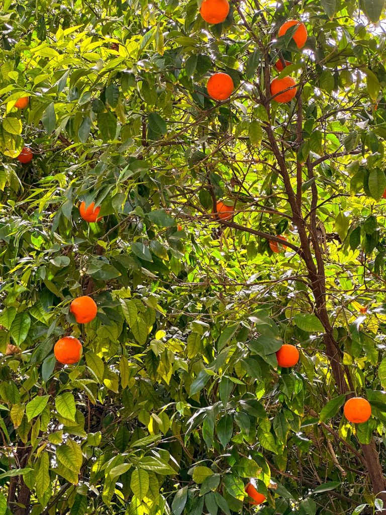 laranjeiras em Atenas